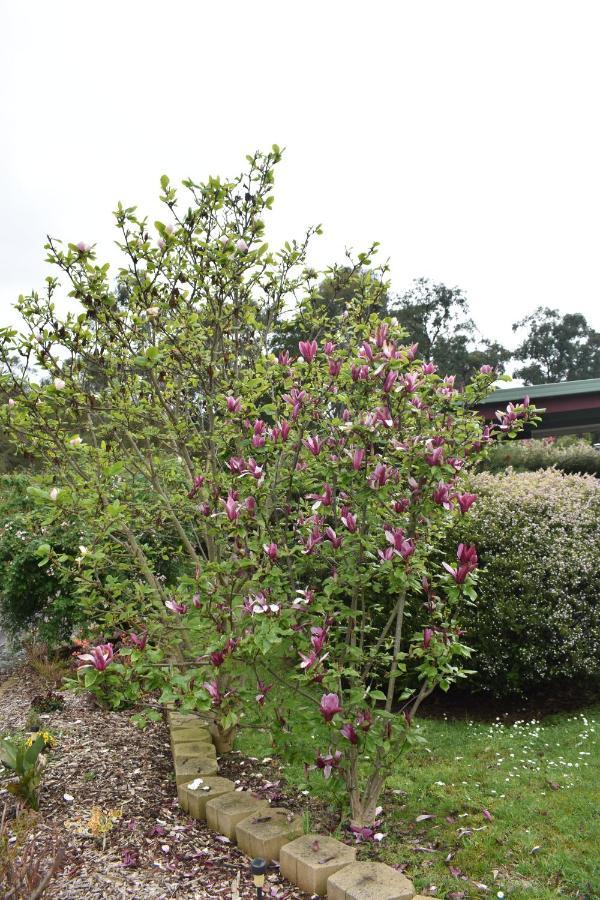 Sanctuary House Resort Motel Healesville Luaran gambar