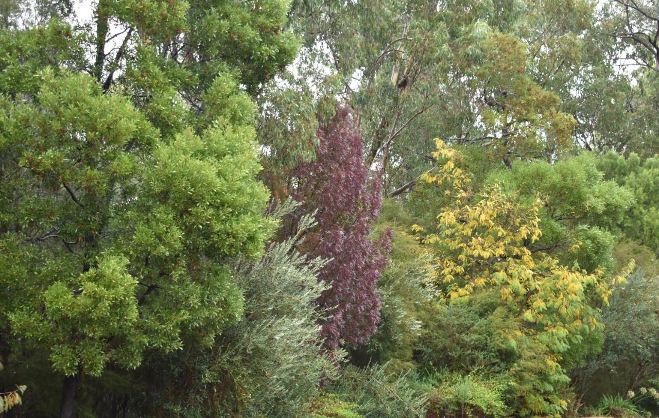 Sanctuary House Resort Motel Healesville Luaran gambar
