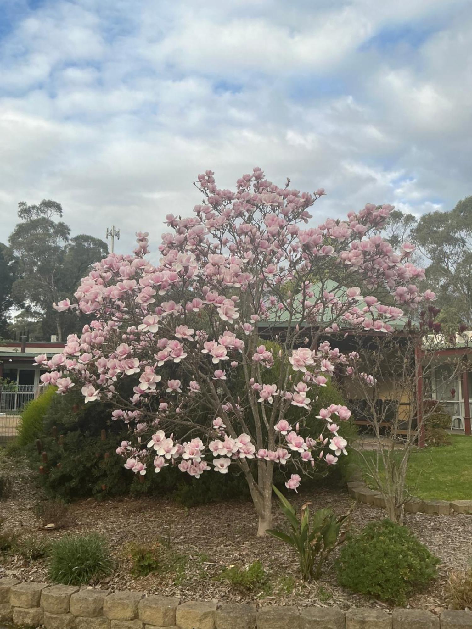 Sanctuary House Resort Motel Healesville Luaran gambar